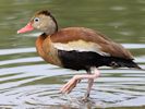 Black-Bellied Whistling Duck (WWT Slimbridge July 2013) - pic by Nigel Key